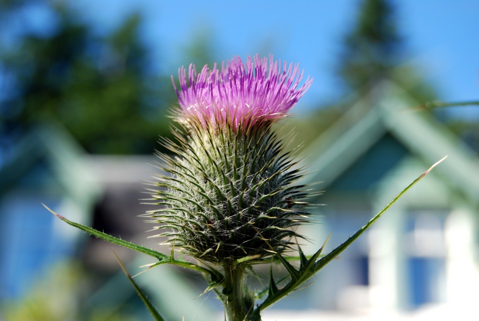 Highland thistle in the garden