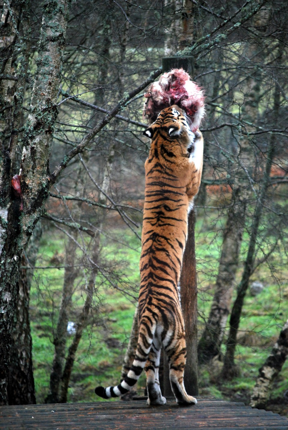 Highland Wildlife Park