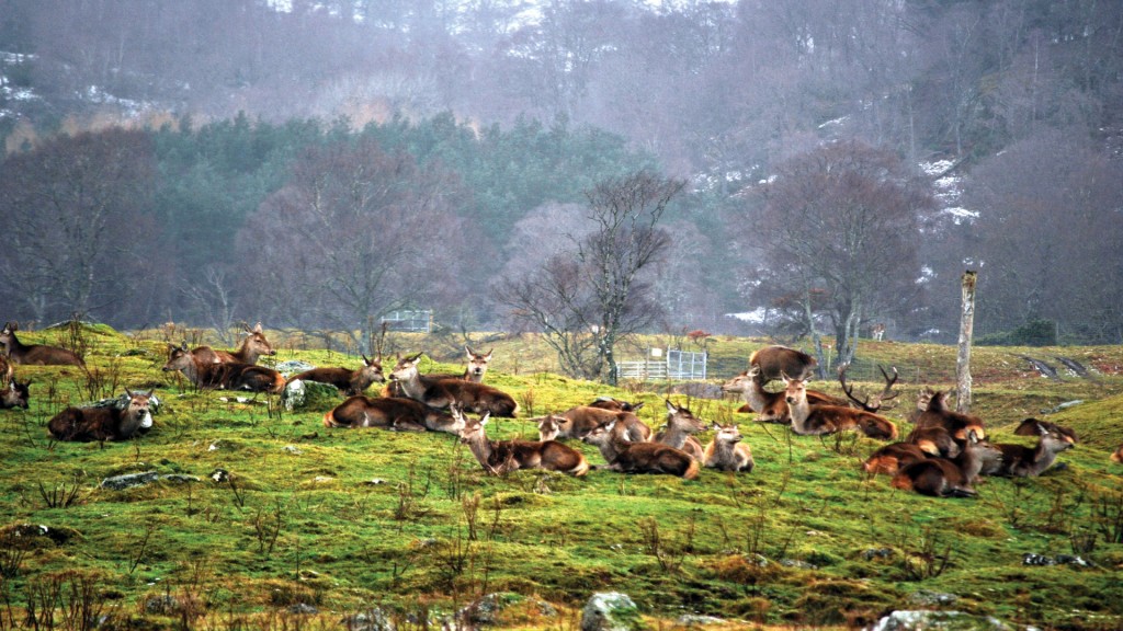Stag-herd-near-Newtonmore