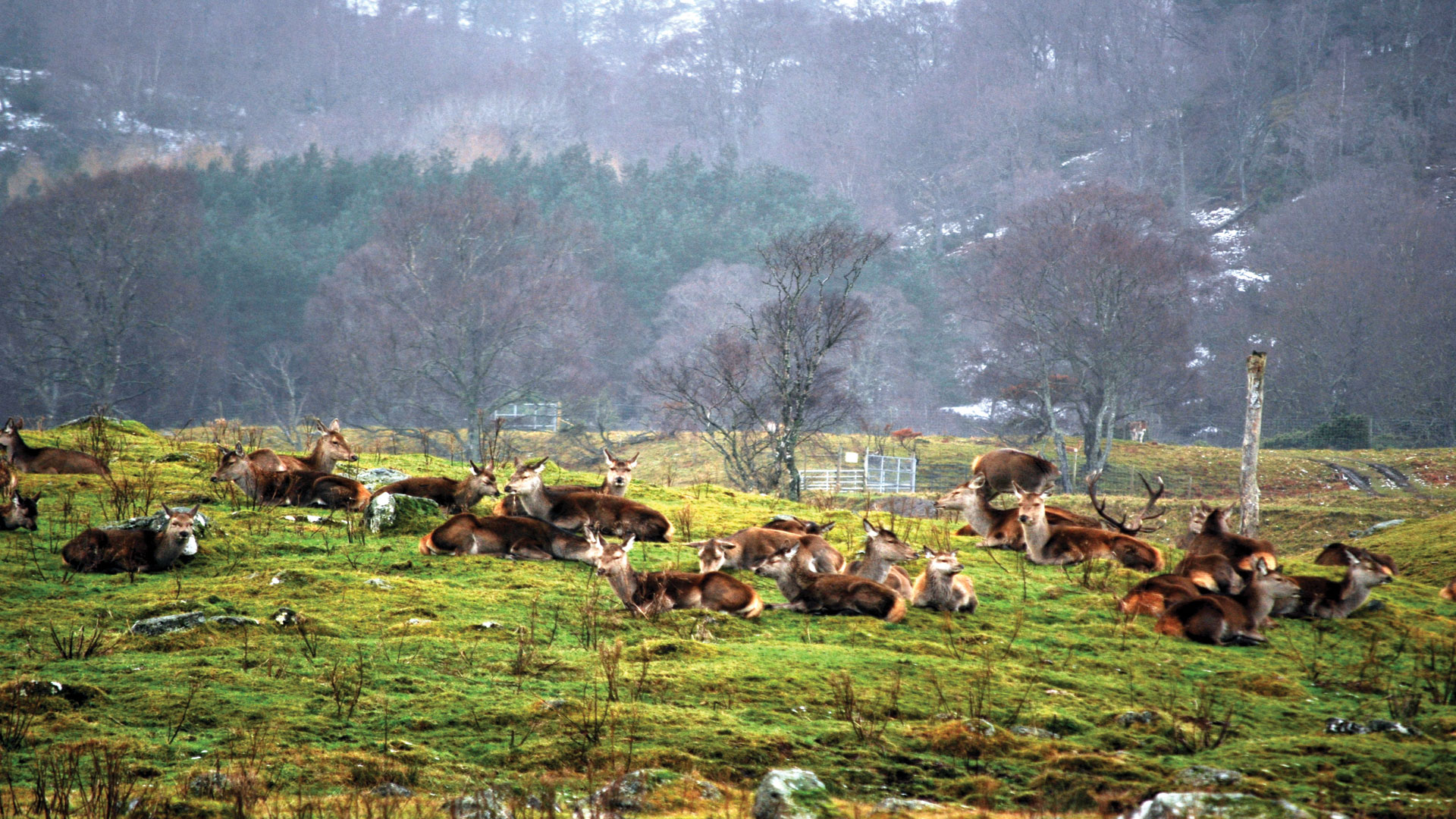 Stag-herd-near-Newtonmore