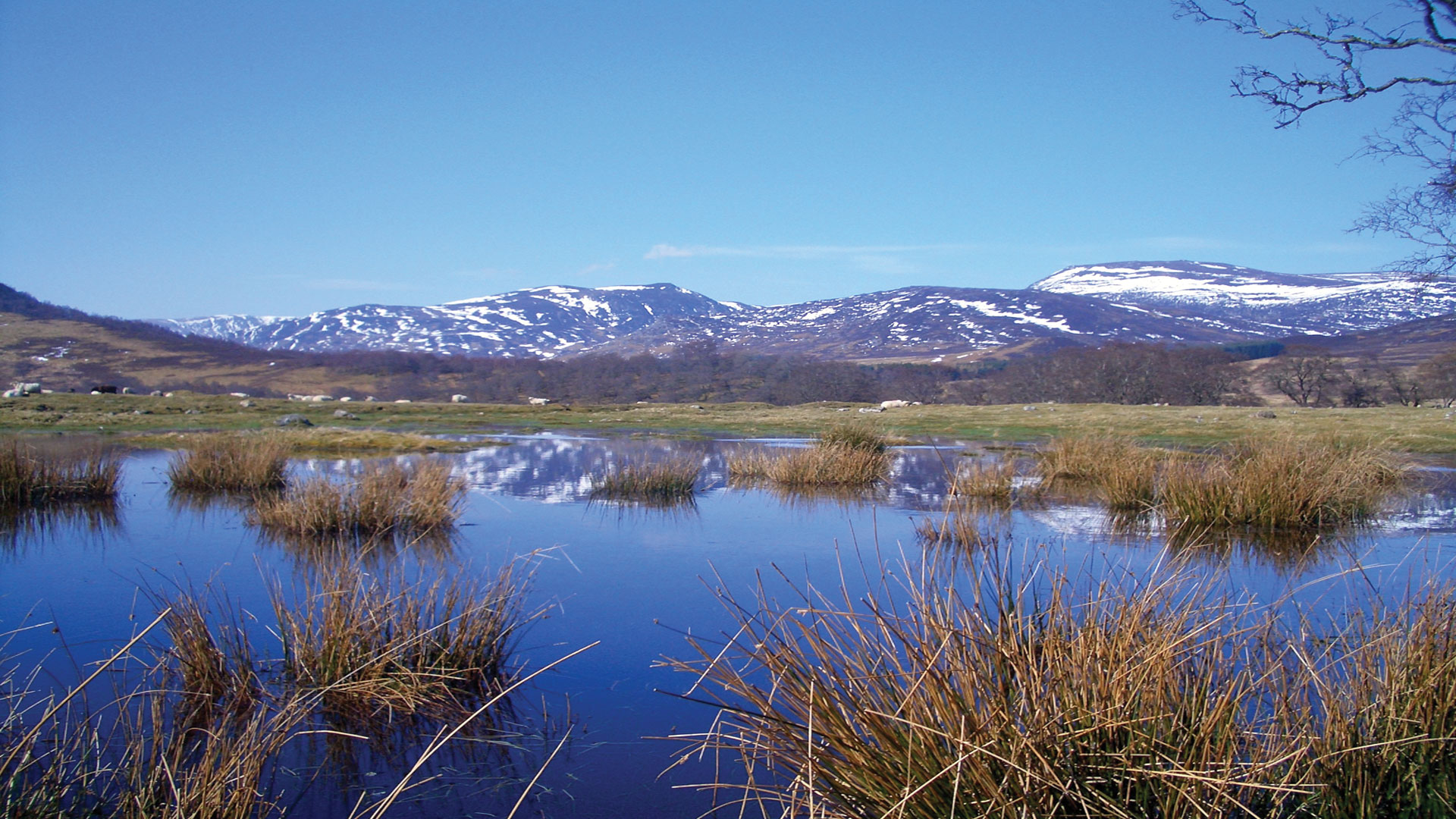 Local area image